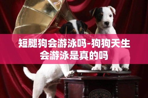短腿狗會游泳嗎-狗狗天生會游泳是真的嗎