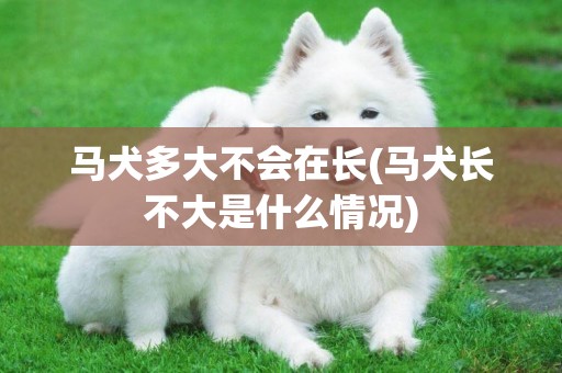 馬犬多大不會在長(馬犬長不大是什么情況)