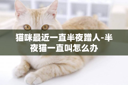 貓咪最近一直半夜蹭人-半夜貓一直叫怎么辦