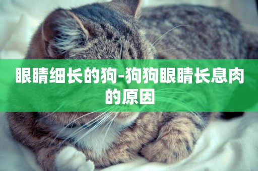 眼睛細長的狗-狗狗眼睛長息肉的原因
