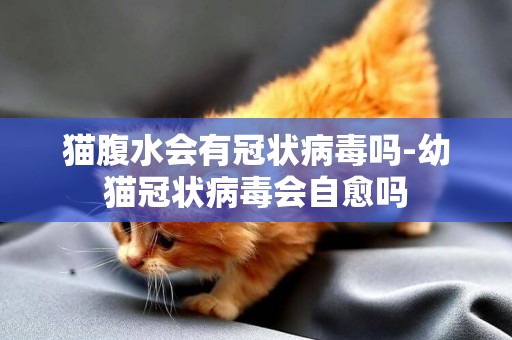 貓腹水會有冠狀病毒嗎-幼貓冠狀病毒會自愈嗎