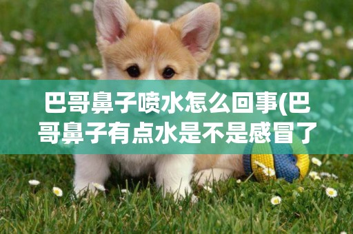 巴哥鼻子噴水怎么回事(巴哥鼻子有點水是不是感冒了?)
