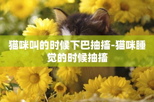 貓咪叫的時候下巴抽搐-貓咪睡覺的時候抽搐