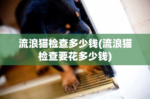 流浪貓檢查多少錢(流浪貓檢查要花多少錢)