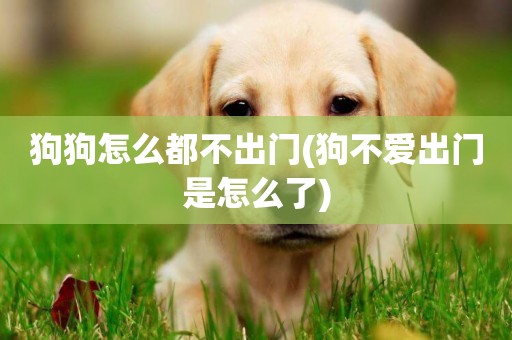 狗狗怎么都不出門(狗不愛出門是怎么了)