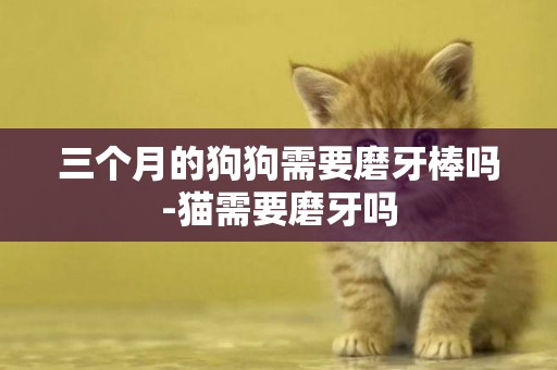 三個月的狗狗需要磨牙棒嗎-貓需要磨牙嗎