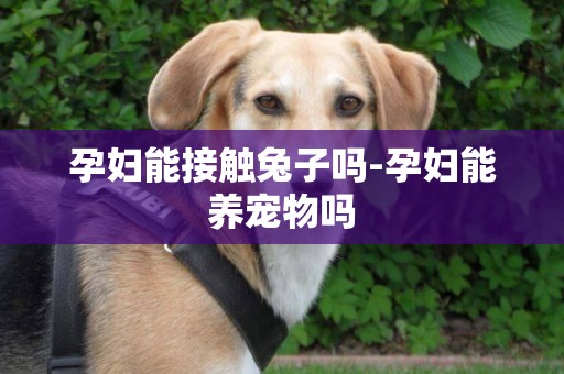 孕婦能接觸兔子嗎-孕婦能養寵物嗎