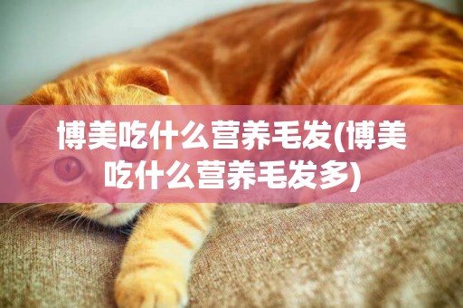 博美吃什么營養毛發(博美吃什么營養毛發多)
