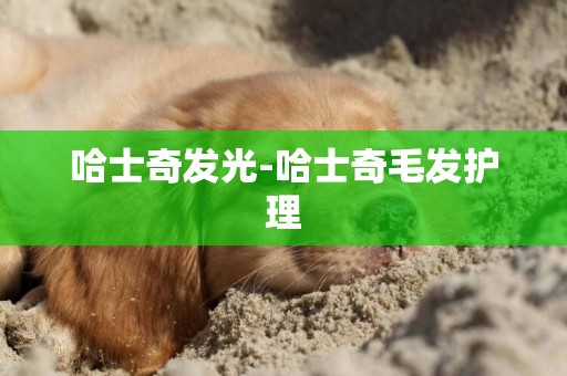 哈士奇發光-哈士奇毛發護理