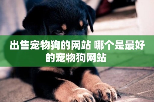 出售寵物狗的網站 哪個是最好的寵物狗網站 