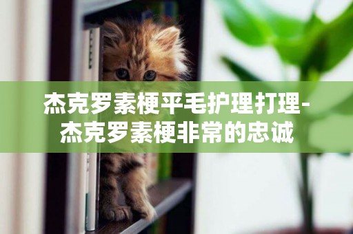 杰克羅素梗平毛護理打理-杰克羅素梗非常的忠誠