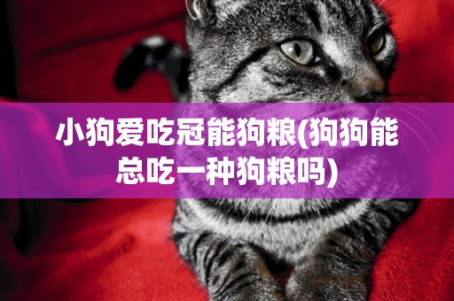 小狗愛吃冠能狗糧(狗狗能總吃一種狗糧嗎)