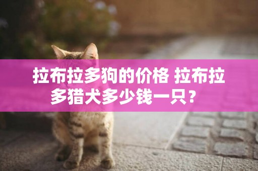 拉布拉多狗的價格 拉布拉多獵犬多少錢一只？ 