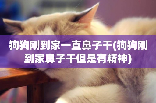 狗狗剛到家一直鼻子干(狗狗剛到家鼻子干但是有精神)