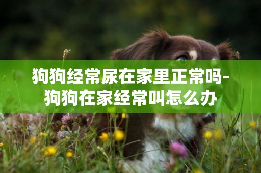 狗狗經常尿在家里正常嗎-狗狗在家經常叫怎么辦