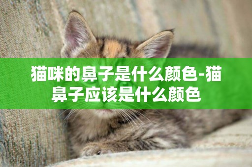 貓咪的鼻子是什么顏色-貓鼻子應該是什么顏色