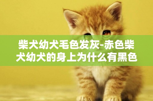 柴犬幼犬毛色發灰-赤色柴犬幼犬的身上為什么有黑色毛