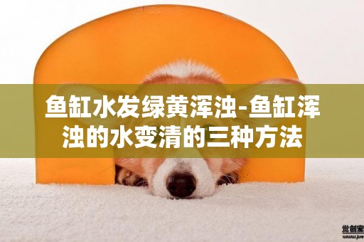 魚缸水發綠黃渾濁-魚缸渾濁的水變清的三種方法