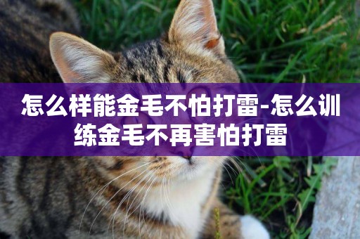 怎么樣能金毛不怕打雷-怎么訓練金毛不再害怕打雷