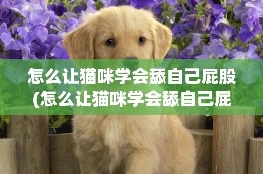怎么讓貓咪學會舔自己屁股(怎么讓貓咪學會舔自己屁股和屁股)