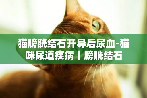 貓膀胱結石開導后尿血-貓咪尿道疾病｜膀胱結石