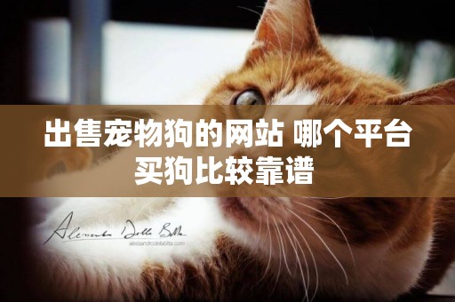 出售寵物狗的網站 哪個平臺買狗比較靠譜 