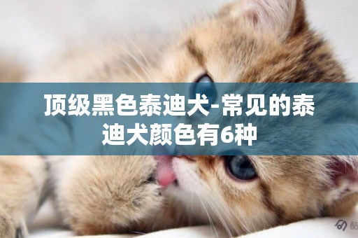 頂級黑色泰迪犬-常見的泰迪犬顏色有6種