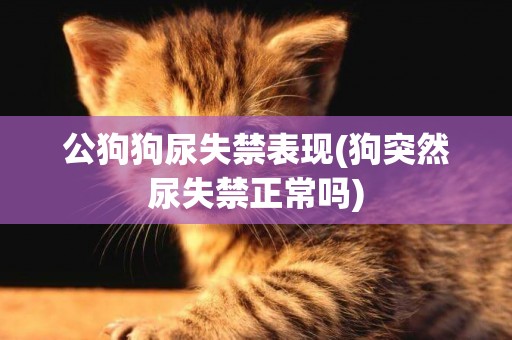 公狗狗尿失禁表現(狗突然尿失禁正常嗎)
