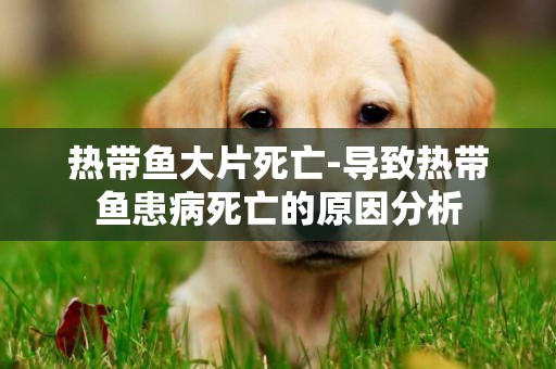 熱帶魚大片死亡-導致熱帶魚患病死亡的原因分析