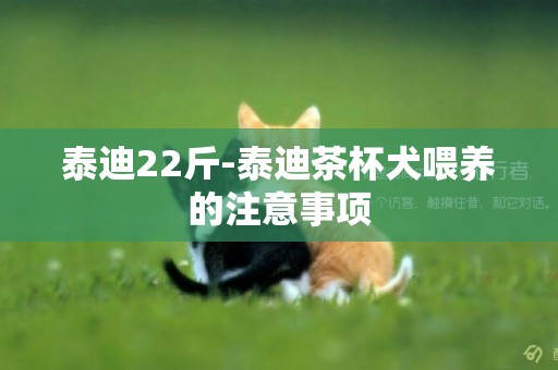 泰迪22斤-泰迪茶杯犬喂養的注意事項