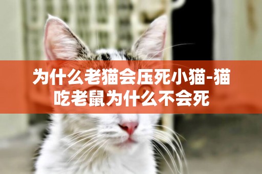 為什么老貓會壓死小貓-貓吃老鼠為什么不會死