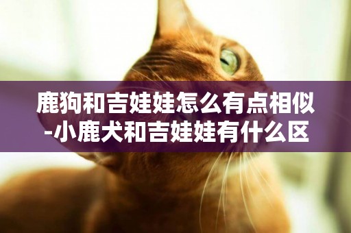 鹿狗和吉娃娃怎么有點相似-小鹿犬和吉娃娃有什么區別