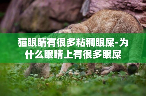 貓眼睛有很多粘稠眼屎-為什么眼睛上有很多眼屎