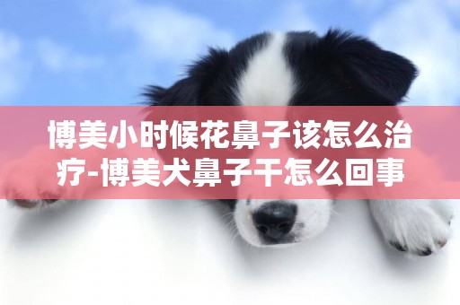 博美小時候花鼻子該怎么治療-博美犬鼻子干怎么回事