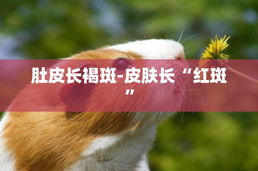 肚皮長褐斑-皮膚長“紅斑”