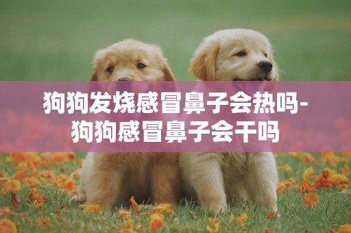 狗狗發燒感冒鼻子會熱嗎-狗狗感冒鼻子會干嗎