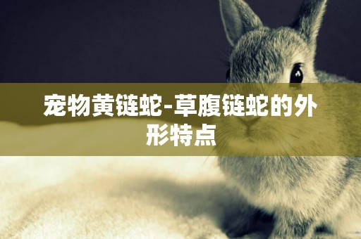寵物黃鏈蛇-草腹鏈蛇的外形特點