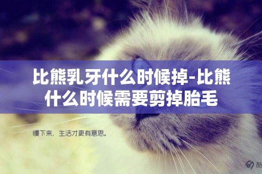 比熊乳牙什么時候掉-比熊什么時候需要剪掉胎毛