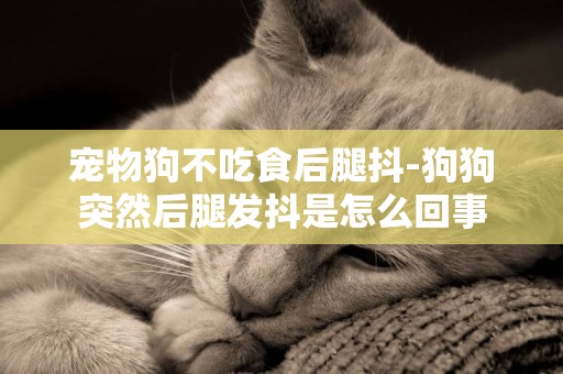 寵物狗不吃食后腿抖-狗狗突然后腿發抖是怎么回事