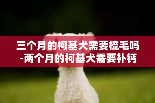 三個月的柯基犬需要梳毛嗎-兩個月的柯基犬需要補鈣嗎