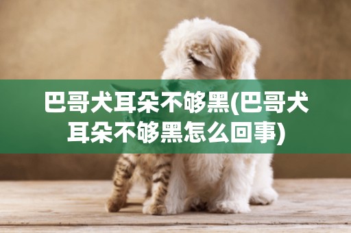 巴哥犬耳朵不夠黑(巴哥犬耳朵不夠黑怎么回事)