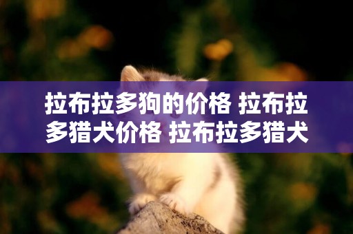 拉布拉多狗的價格 拉布拉多獵犬價格 拉布拉多獵犬 