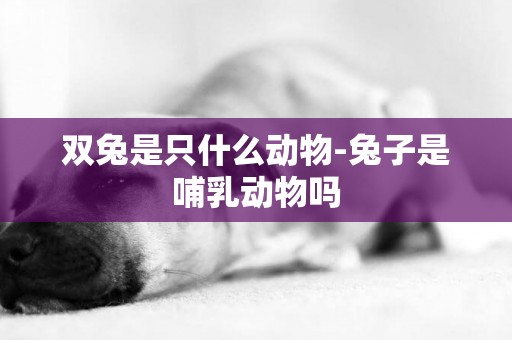 雙兔是只什么動物-兔子是哺乳動物嗎
