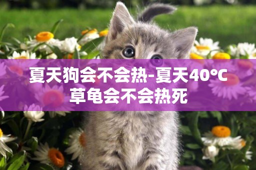 夏天狗會不會熱-夏天40℃草龜會不會熱死