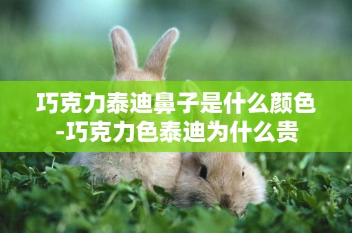 巧克力泰迪鼻子是什么顏色-巧克力色泰迪為什么貴