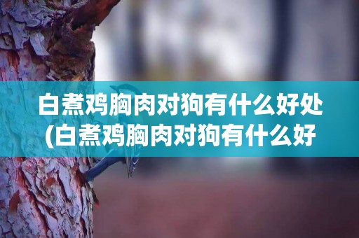 白煮雞胸肉對狗有什么好處(白煮雞胸肉對狗有什么好處和壞處)