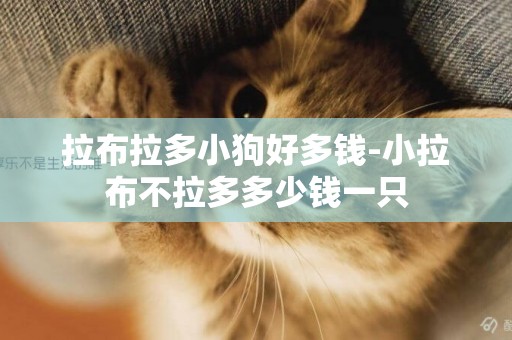 拉布拉多小狗好多錢-小拉布不拉多多少錢一只