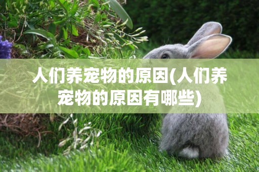 人們養寵物的原因(人們養寵物的原因有哪些)