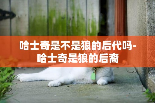 哈士奇是不是狼的后代嗎-哈士奇是狼的后裔