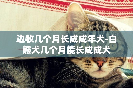 邊牧幾個月長成成年犬-白熊犬幾個月能長成成犬